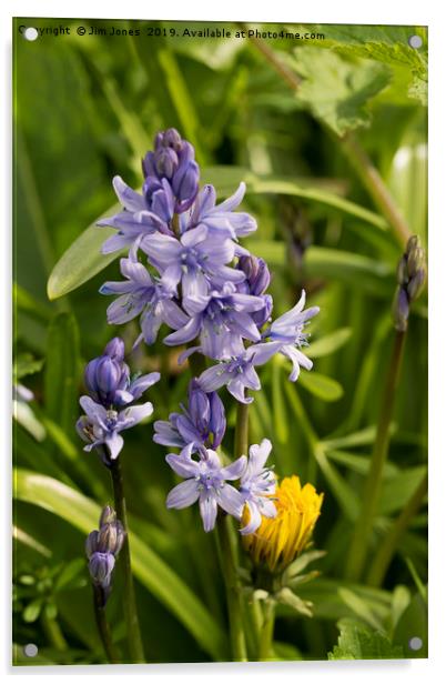 English Wildflowers - Bluebells Acrylic by Jim Jones