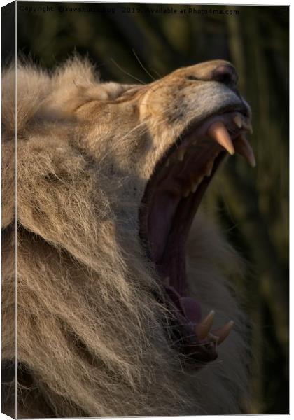 Lions Showing His Teeth Canvas Print by rawshutterbug 