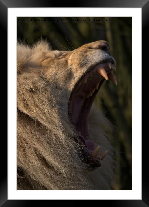 Lions Showing His Teeth Framed Mounted Print by rawshutterbug 