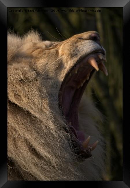 Lions Showing His Teeth Framed Print by rawshutterbug 