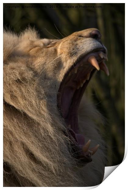 Lions Showing His Teeth Print by rawshutterbug 