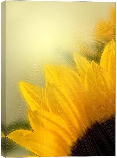 Sunflower Sunrise Canvas Print by Brian Beckett