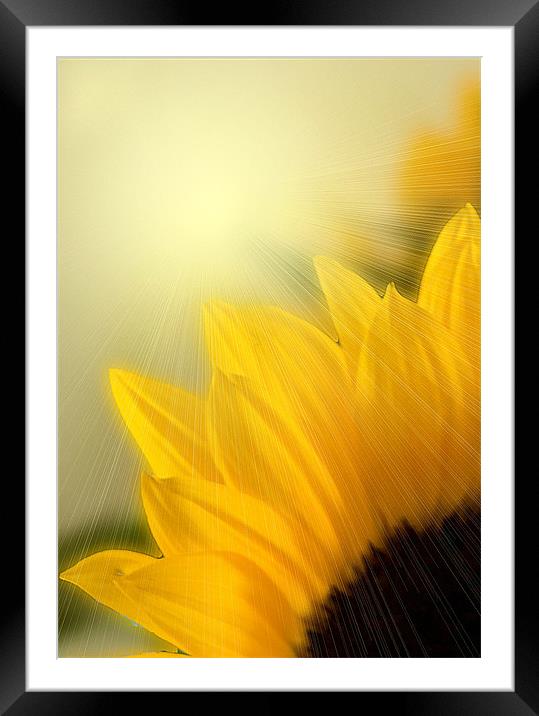 Sunflower Sunrise Framed Mounted Print by Brian Beckett