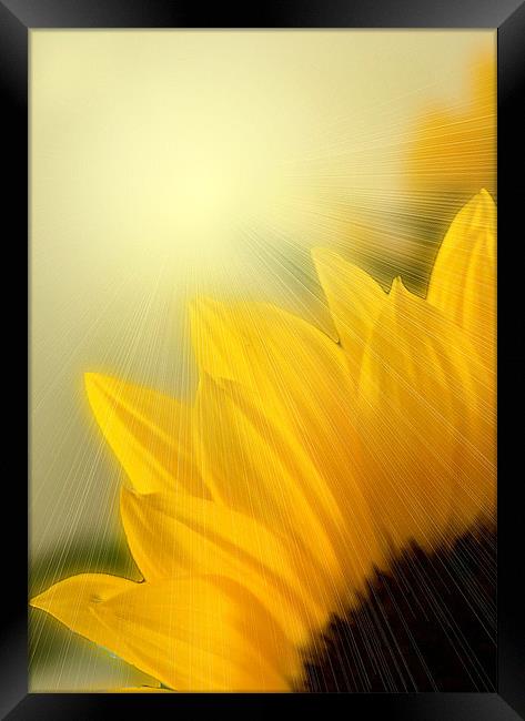 Sunflower Sunrise Framed Print by Brian Beckett