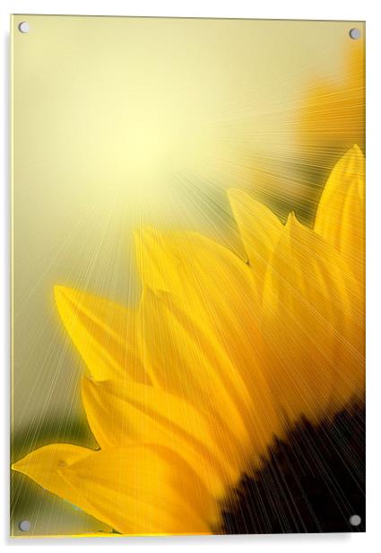 Sunflower Sunrise Acrylic by Brian Beckett