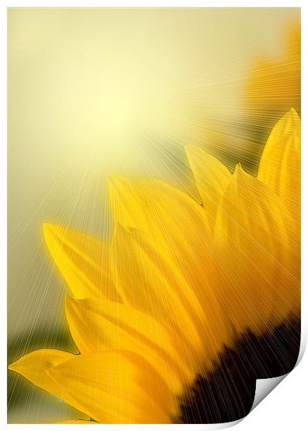 Sunflower Sunrise Print by Brian Beckett