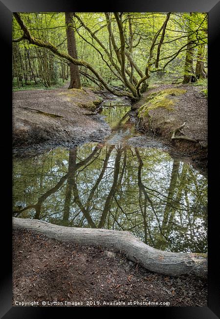 Woodland Reflections Framed Print by Wayne Lytton