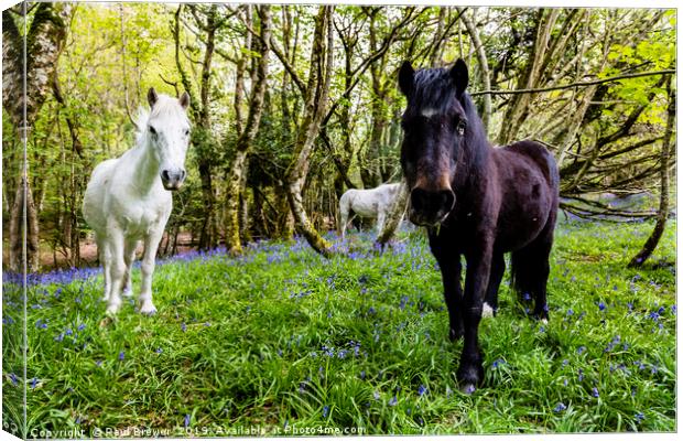 Thorncombe Woods Ponies Canvas Print by Paul Brewer