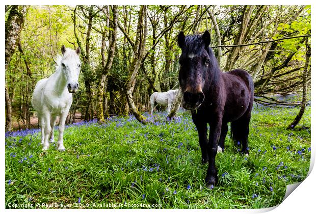 Thorncombe Woods Ponies Print by Paul Brewer