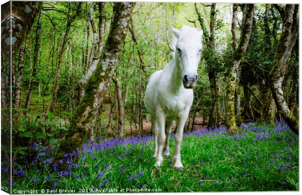 Thorncombe Woods Pony Canvas Print by Paul Brewer