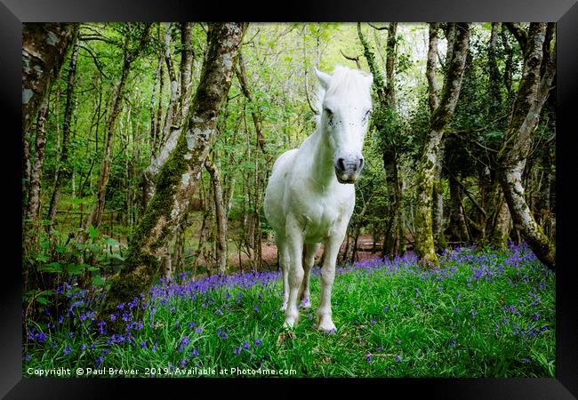 Thorncombe Woods Pony Framed Print by Paul Brewer