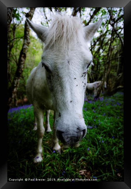 Thorncombe Woods Pony Framed Print by Paul Brewer