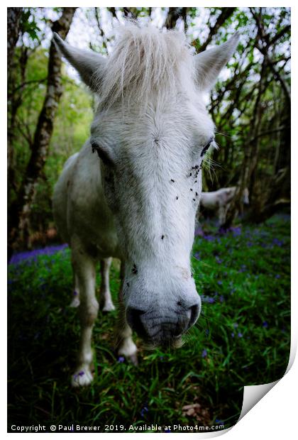 Thorncombe Woods Pony Print by Paul Brewer