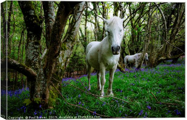 Thorncombe Woods Pony Canvas Print by Paul Brewer
