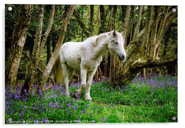 Thorncombe Woods Pony Acrylic by Paul Brewer