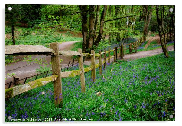 Bluebells in Thorncombe Woods Acrylic by Paul Brewer