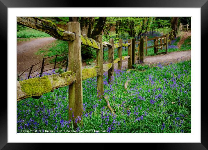 Bluebells in Thorncombe Woods traditional fence Framed Mounted Print by Paul Brewer