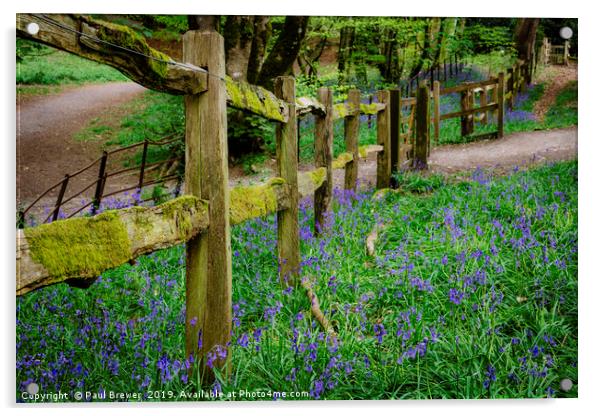Bluebells in Thorncombe Woods traditional fence Acrylic by Paul Brewer