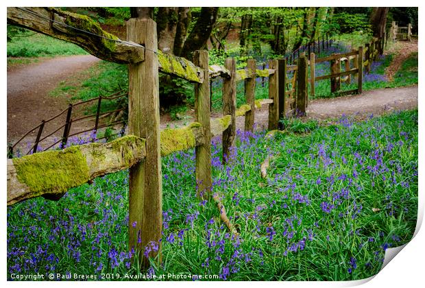 Bluebells in Thorncombe Woods traditional fence Print by Paul Brewer