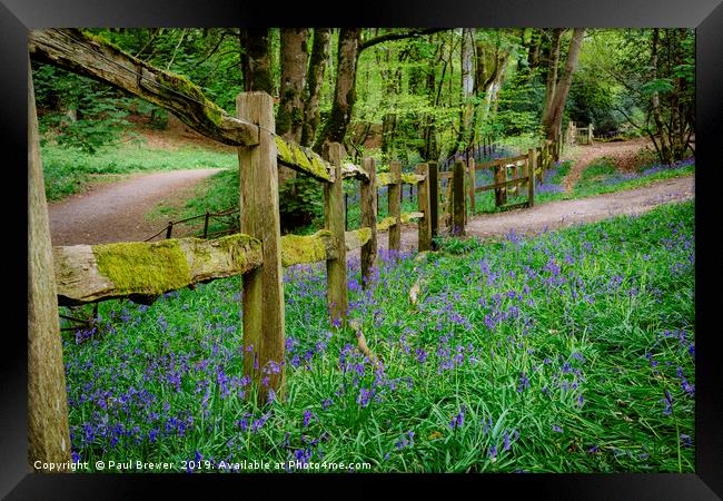 Bluebells in Thorncombe Woods Framed Print by Paul Brewer