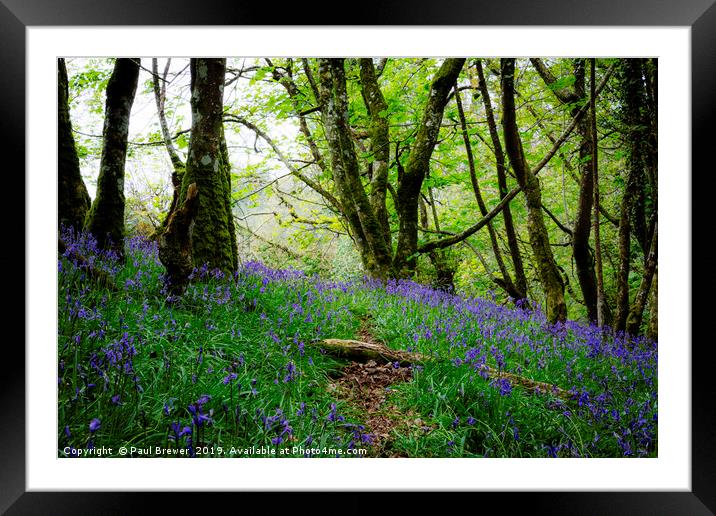 Bluebells in Thorncombe Woods Framed Mounted Print by Paul Brewer