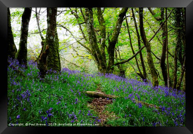 Bluebells in Thorncombe Woods Framed Print by Paul Brewer