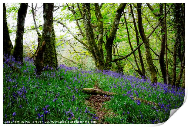 Bluebells in Thorncombe Woods Print by Paul Brewer