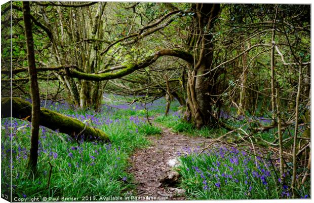 Bluebells in Thorncombe Woods Canvas Print by Paul Brewer