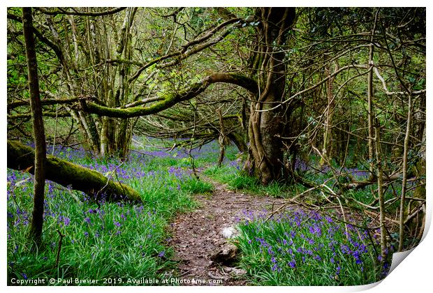 Bluebells in Thorncombe Woods Print by Paul Brewer