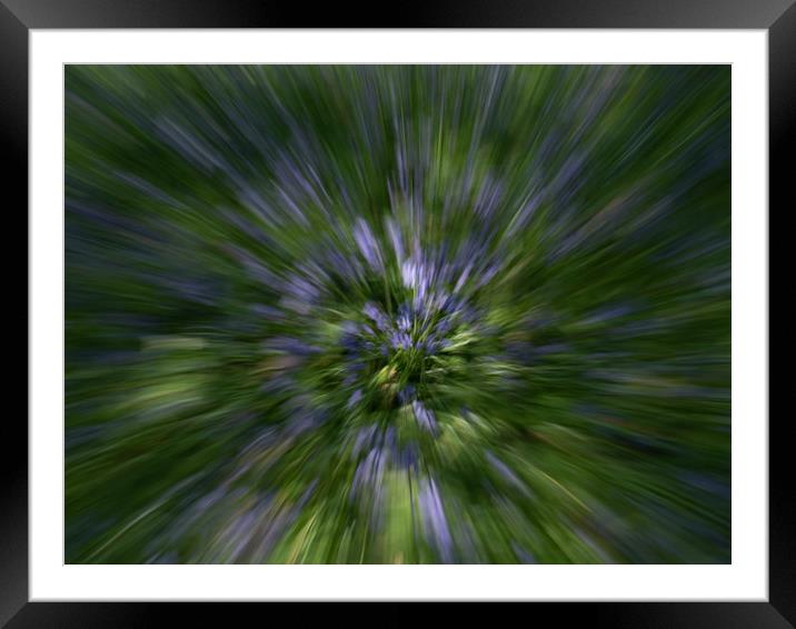 Bluebell Explosion Framed Mounted Print by Sheila O'Brien
