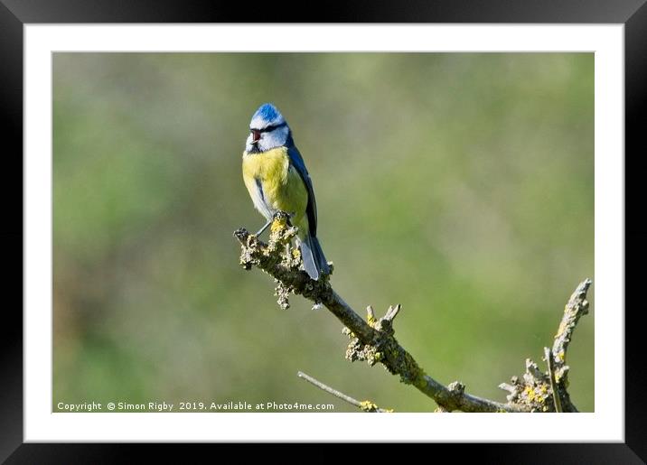 Singing Blue Tit Framed Mounted Print by Simon Rigby