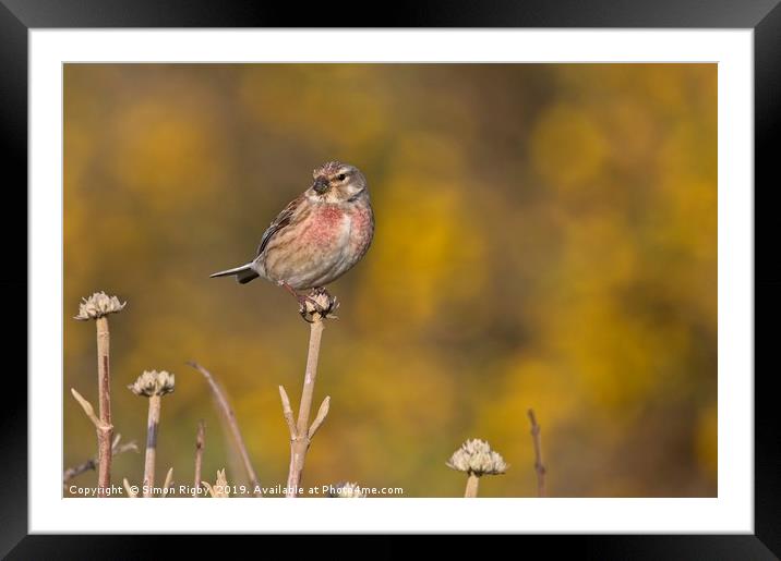 Common Linnet Framed Mounted Print by Simon Rigby