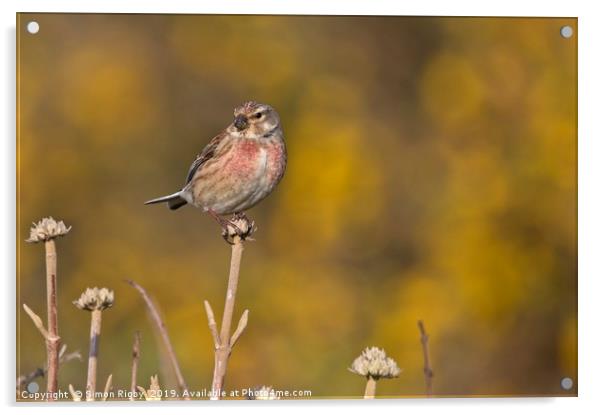 Common Linnet Acrylic by Simon Rigby