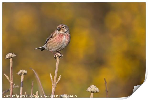 Common Linnet Print by Simon Rigby
