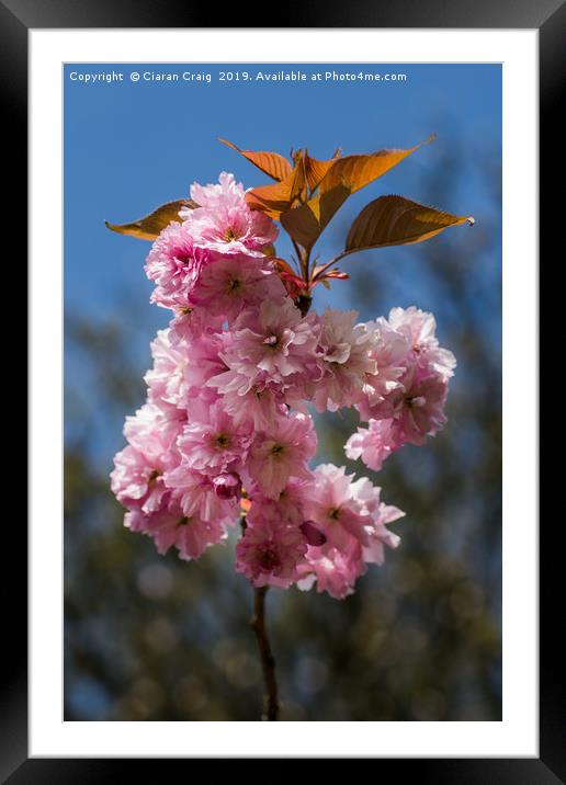 Cheery Blossom Framed Mounted Print by Ciaran Craig