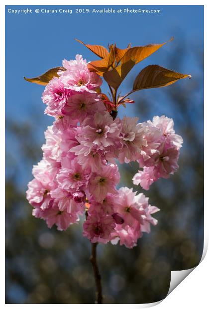 Cheery Blossom Print by Ciaran Craig
