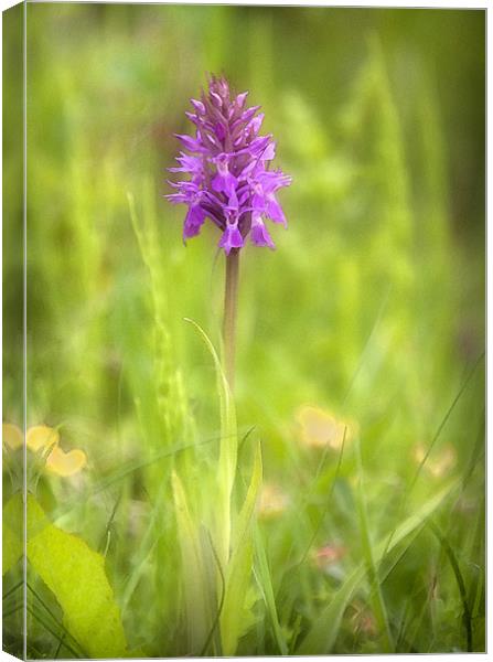 PYRAMIDAL ORCHID Canvas Print by Anthony R Dudley (LRPS)