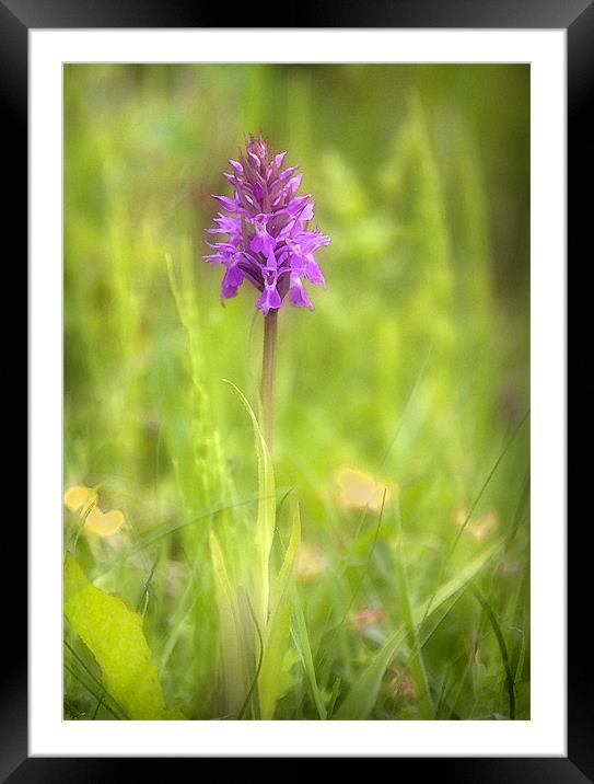 PYRAMIDAL ORCHID Framed Mounted Print by Anthony R Dudley (LRPS)
