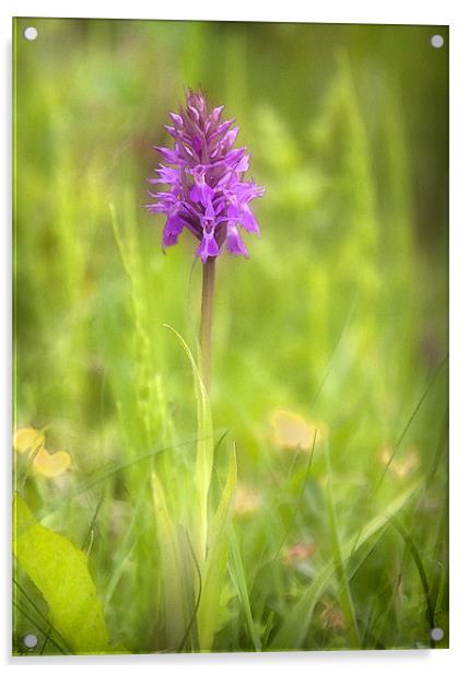 PYRAMIDAL ORCHID Acrylic by Anthony R Dudley (LRPS)