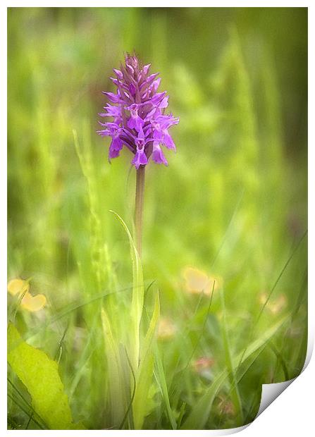 PYRAMIDAL ORCHID Print by Anthony R Dudley (LRPS)