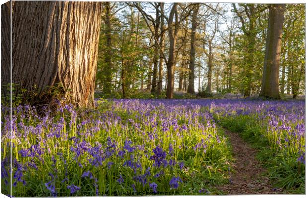Ancient bluebell woodland in spring time Canvas Print by Simon Bratt LRPS