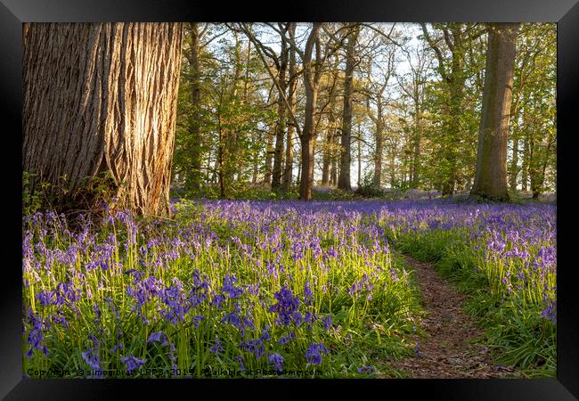 Ancient bluebell woodland in spring time Framed Print by Simon Bratt LRPS