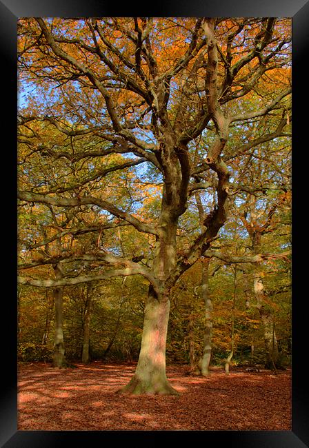 Forestree Framed Print by Chris Day
