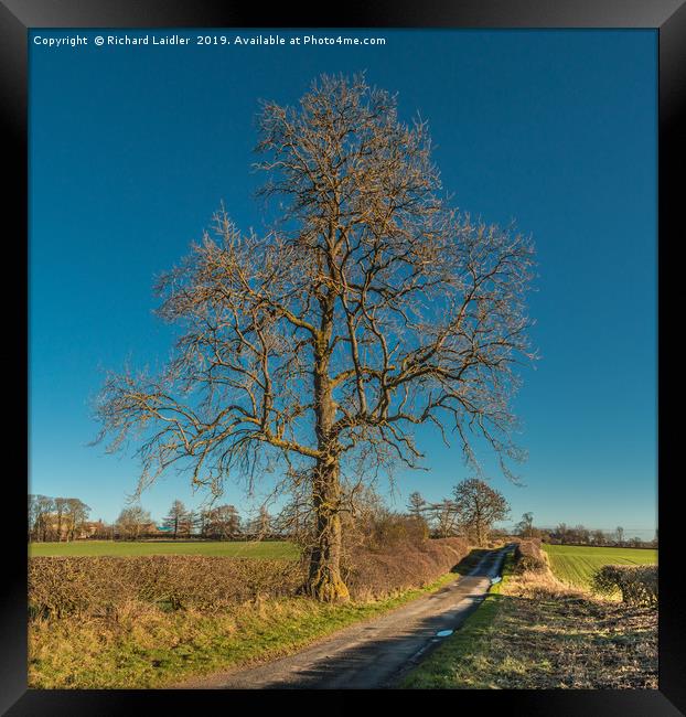 Solitary Sycamore Framed Print by Richard Laidler