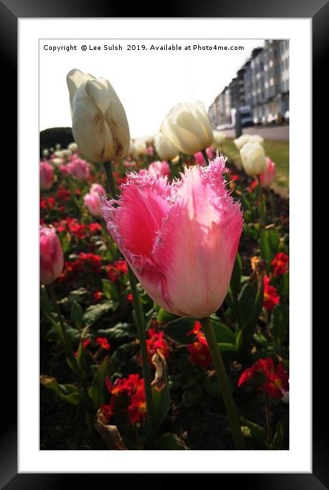 Tulips in Hastings Framed Mounted Print by Lee Sulsh