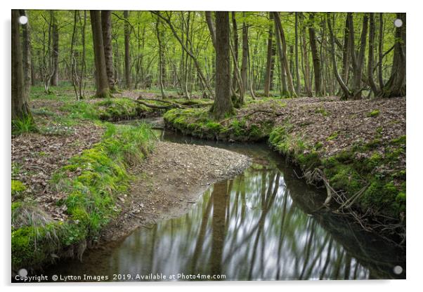 Woodland Stream Acrylic by Wayne Lytton