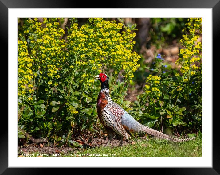 Garden visitor, male Pheasant Framed Mounted Print by Steve Hughes