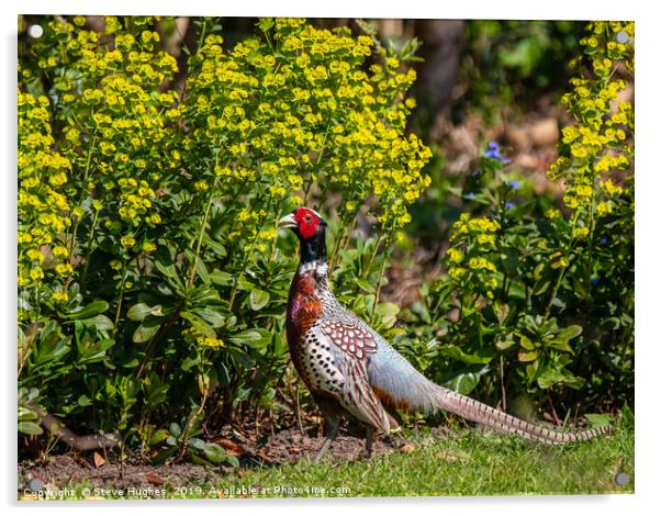 Garden visitor, male Pheasant Acrylic by Steve Hughes