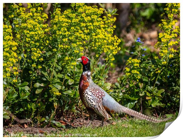 Garden visitor, male Pheasant Print by Steve Hughes