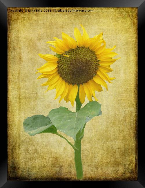 Sunflower Framed Print by Lynn Bolt